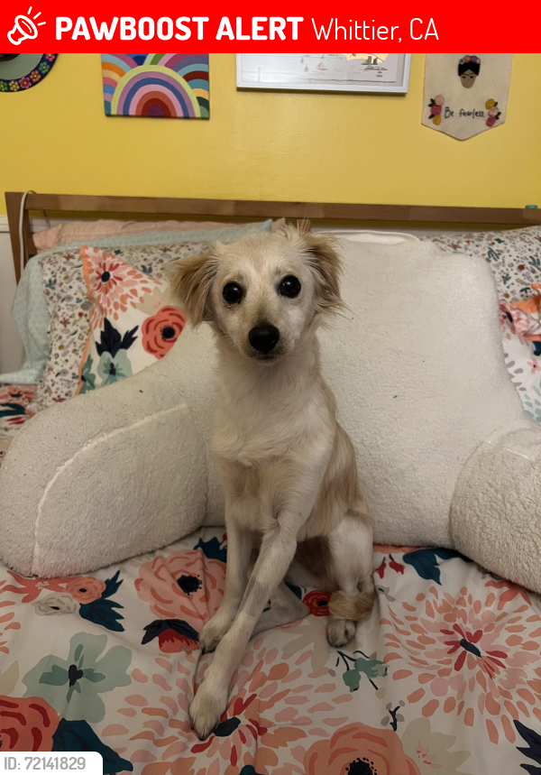 Lost Female Dog last seen Last seen near Palm Park, Whittier, CA 90602