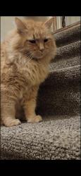 Lost Male Cat last seen Fruit Heights City Hall, Fruit Heights, UT 84037
