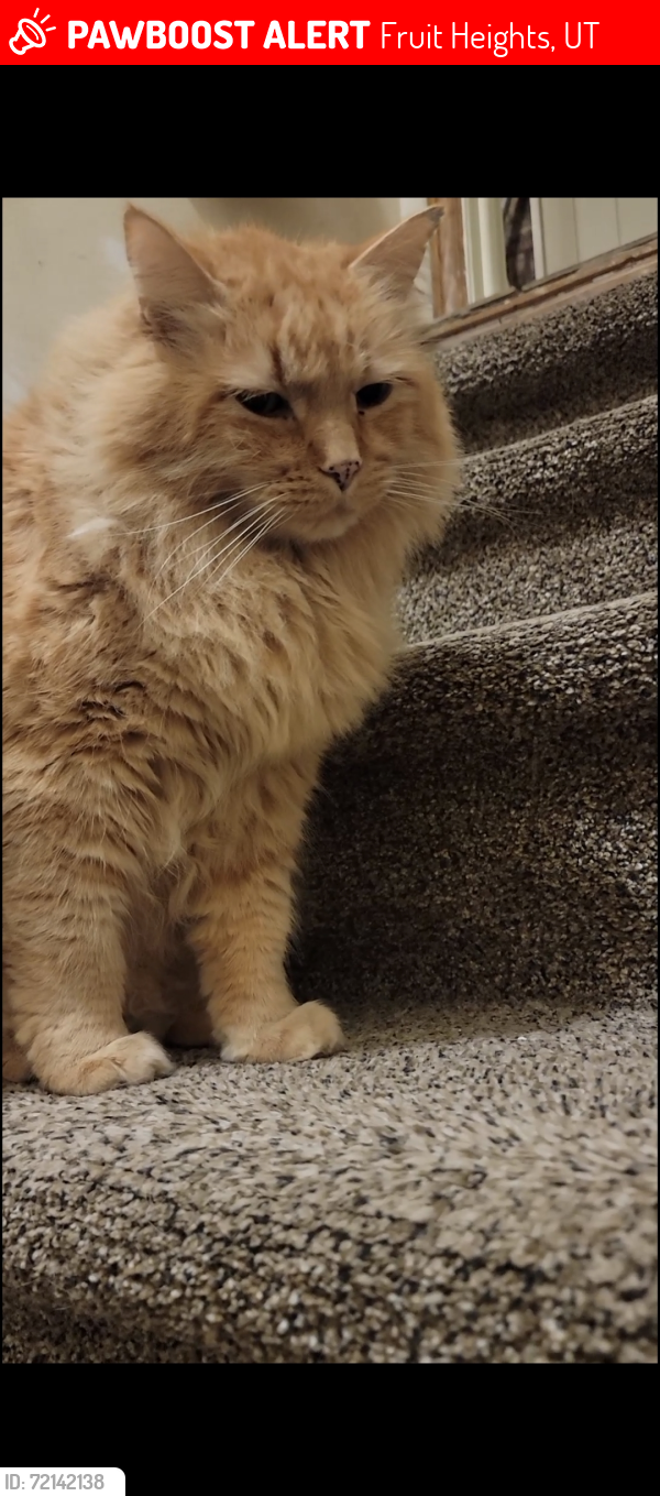 Lost Male Cat last seen Fruit Heights City Hall, Fruit Heights, UT 84037