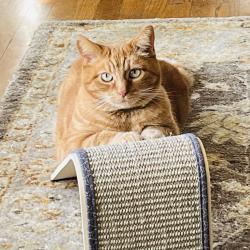 Lost Male Cat last seen Near 4th Ave NW Carkeek Park , Seattle, WA 98177
