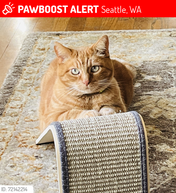 Lost Male Cat last seen Near 4th Ave NW Carkeek Park , Seattle, WA 98177