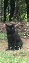 Lost Male Cat last seen Margate/ Bexford. 30041, Cumming, GA 30041