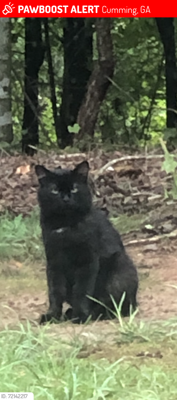 Lost Male Cat last seen Margate/ Bexford. 30041, Cumming, GA 30041
