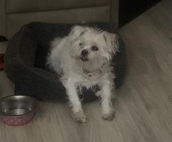 Lost Female Dog last seen Near W Memorial Rd, Edmond, OK, Oklahoma City, OK 73114