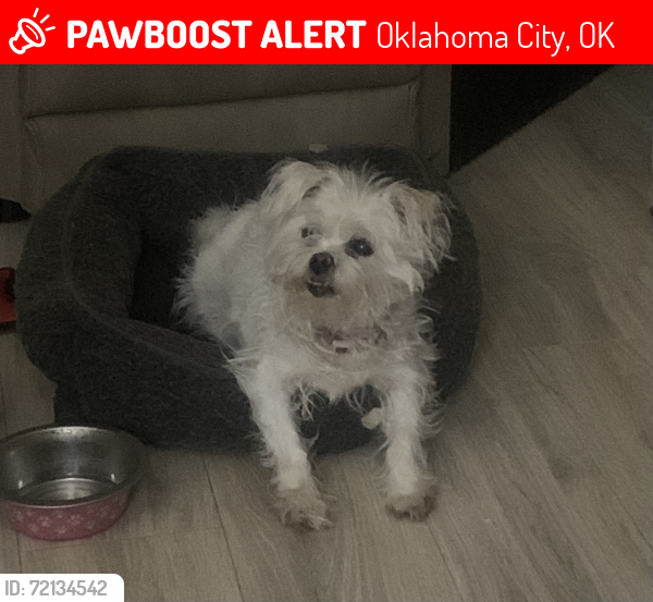 Lost Female Dog last seen Near W Memorial Rd, Edmond, OK, Oklahoma City, OK 73114