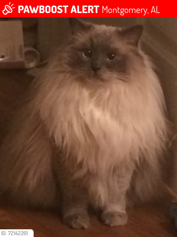 Lost Female Cat last seen Narrow Lane and Woodley Road , Montgomery, AL 36111