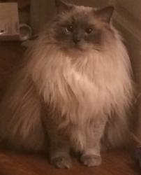 Lost Female Cat last seen Narrow Lane and Woodley Road , Montgomery, AL 36111