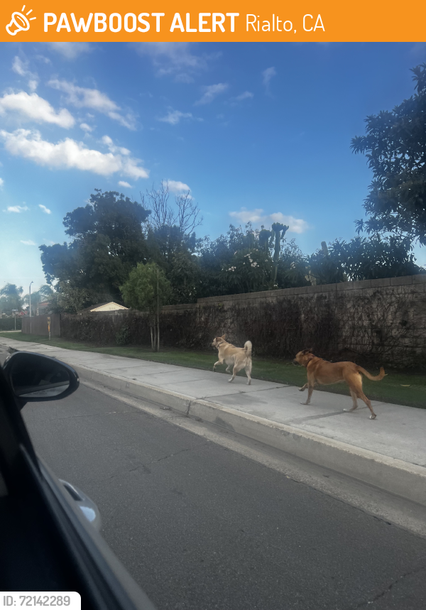 Rialto, CA Stray Dog Found Near turned right into nearest neigborhood ...