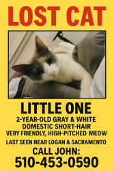 Lost Female Cat last seen Logan and Sacramento , Fremont, CA 94538