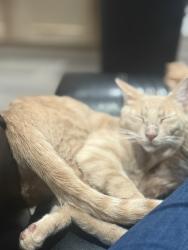 Lost Male Cat last seen Oates and la prada, Dallas, TX 75228