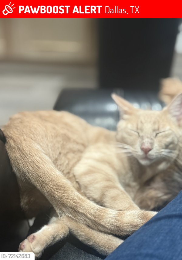 Lost Male Cat last seen Oates and la prada, Dallas, TX 75228