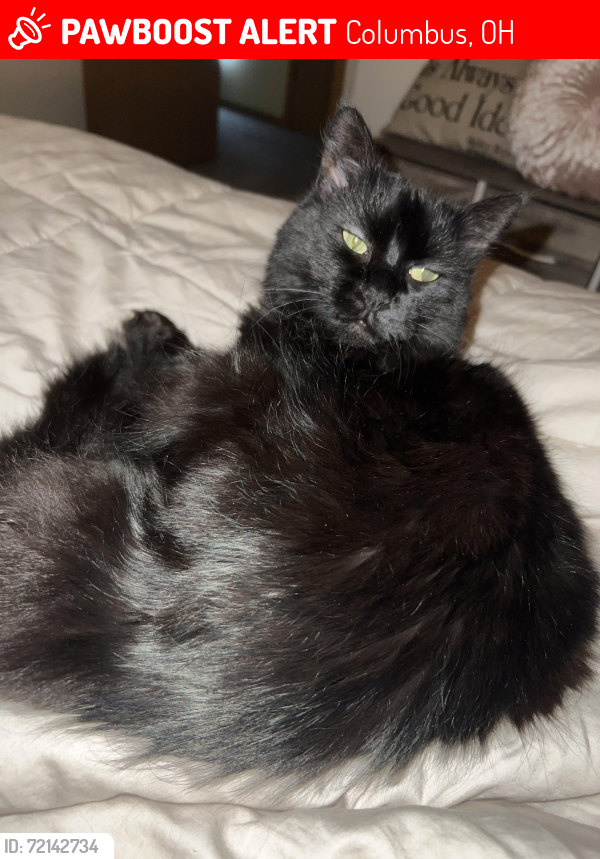 Lost Female Cat last seen Mock Rd and Sunbury Rd, Columbus, OH 43219