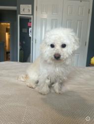 Lost Female Dog last seen Shelby farms, Cordova, TN 38018