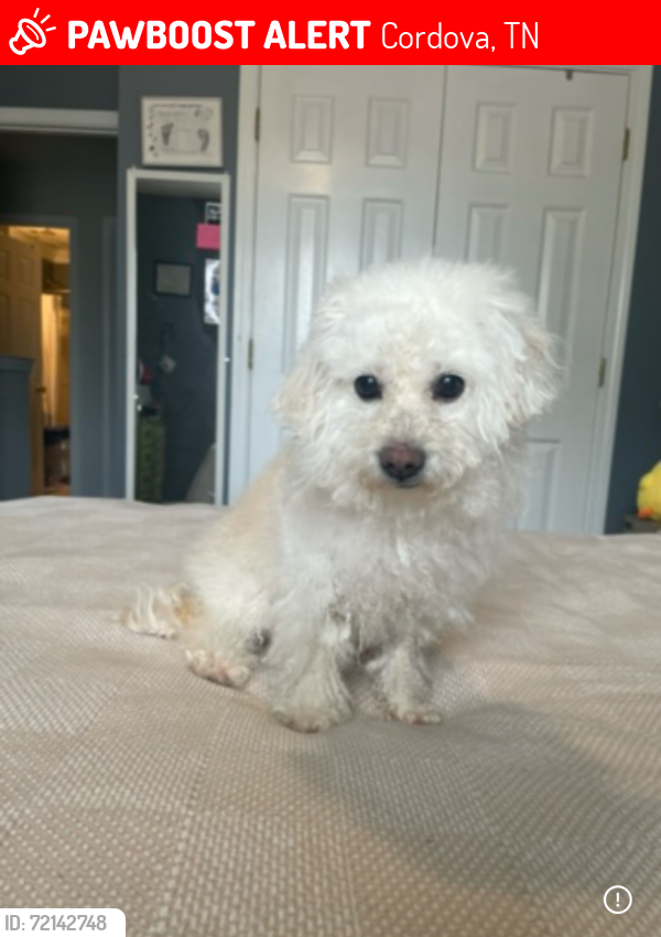 Lost Female Dog last seen Shelby farms, Cordova, TN 38018