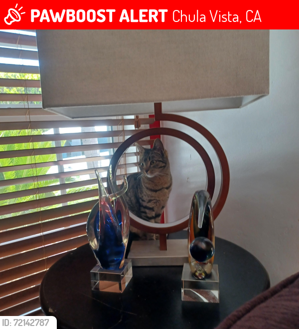 Lost Female Cat last seen Elder, Chula Vista, CA 91912