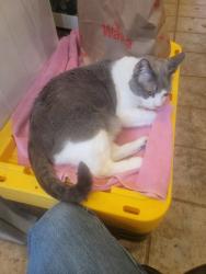 Lost Male Cat last seen  College Ave and Bethlehem Pike, Flourtown, PA 19031