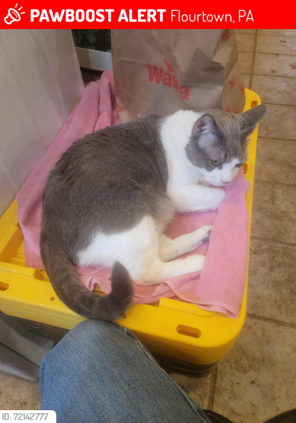Lost Male Cat last seen  College Ave and Bethlehem Pike, Flourtown, PA 19031