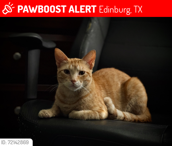 Lost Male Cat last seen North Cesar Chavez Rd, Edinburg, TX 78542