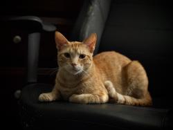 Lost Male Cat last seen North Cesar Chavez Rd, Edinburg, TX 78542
