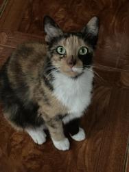 Lost Female Cat last seen Miami Gardens NW 171 ST, Miami Gardens, FL 33055