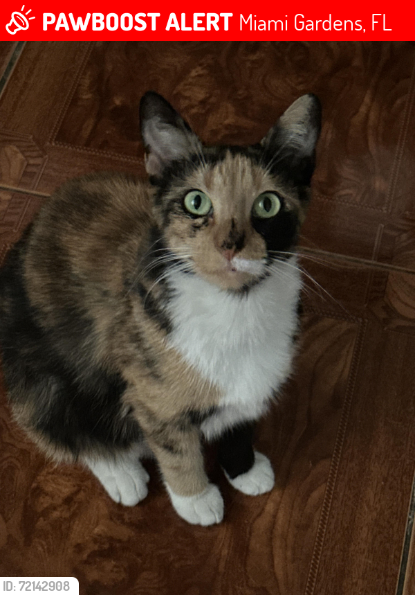 Lost Female Cat last seen Miami Gardens NW 171 ST, Miami Gardens, FL 33055