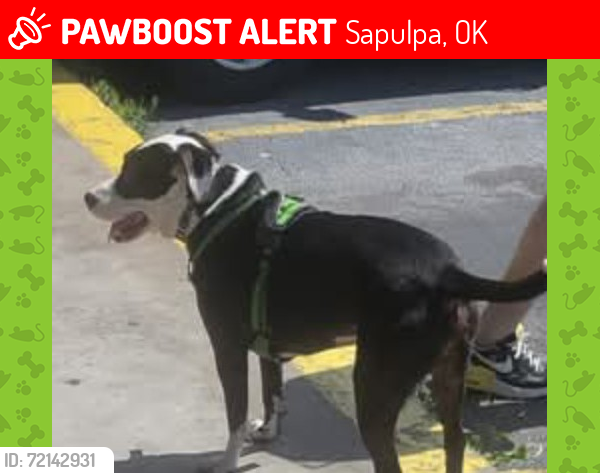 Lost Male Dog last seen Near w 91st South sapulpa ok , Sapulpa, OK 74066