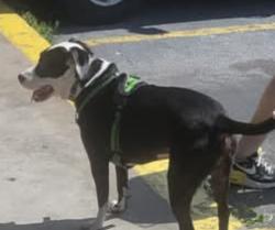 Lost Male Dog last seen Near w 91st South sapulpa ok , Sapulpa, OK 74066