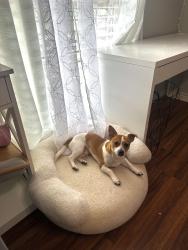 Lost Male Dog last seen s brown dr texas city 77591, Texas City, TX 77591