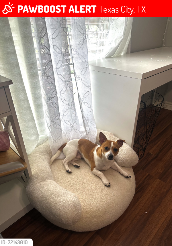Lost Male Dog last seen s brown dr texas city 77591, Texas City, TX 77591