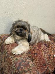 Lost Female Dog last seen Near chesterfield Dr, Dallas, TX 75237