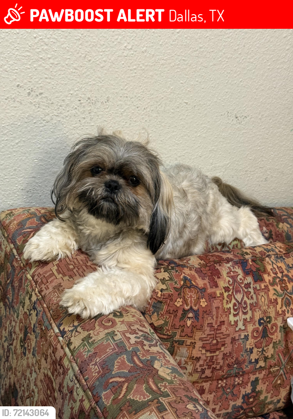 Lost Female Dog last seen Near chesterfield Dr, Dallas, TX 75237