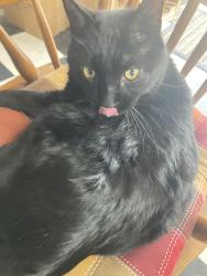 Lost Male Cat last seen Steiger Haus Restaurant , Sodus, NY 14551