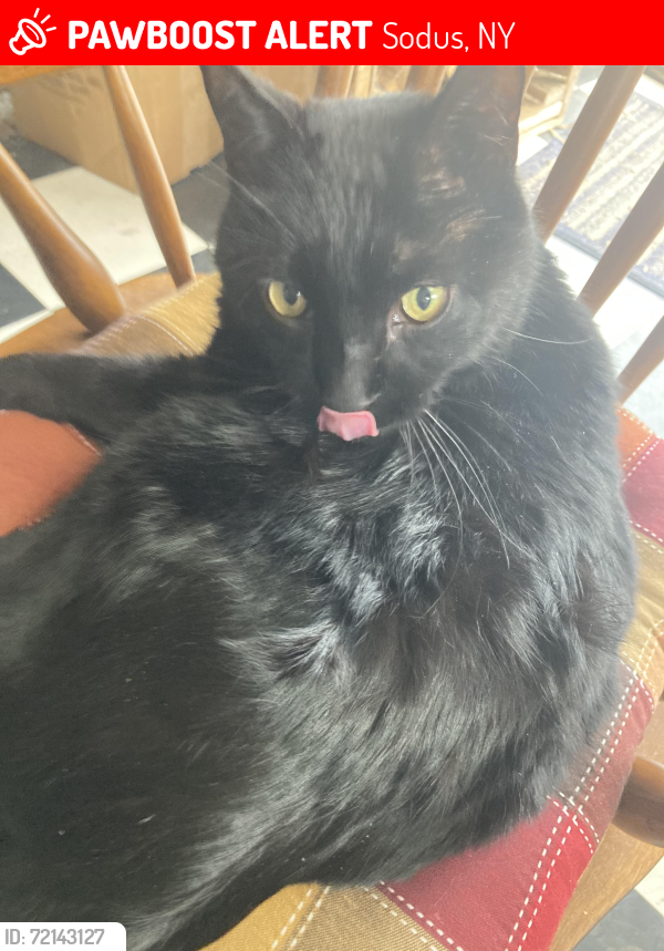 Lost Male Cat last seen Steiger Haus Restaurant , Sodus, NY 14551