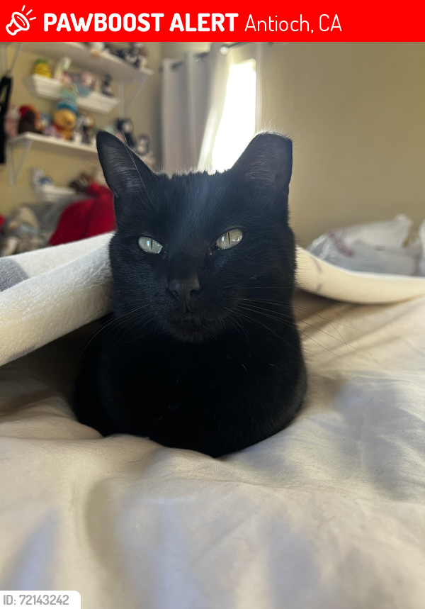 Lost Female Cat last seen Windsor Dr., Antioch, Antioch, CA 94509