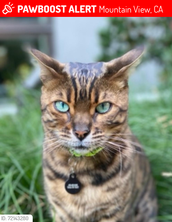 Lost Male Cat last seen San Antonio Rd/California St Mountain View, Mountain View, CA 94022