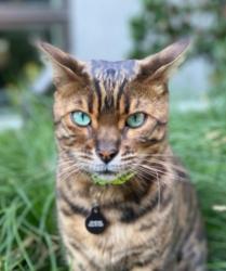 Lost Male Cat last seen San Antonio Rd/California St Mountain View, Mountain View, CA 94022