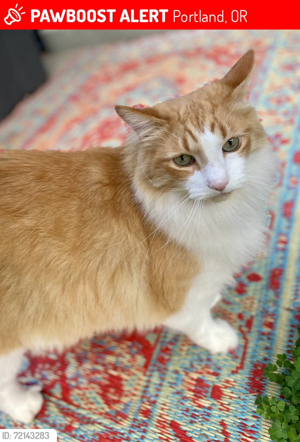 Lost Male Cat last seen NE 114th and Halsey, Portland, OR 97220