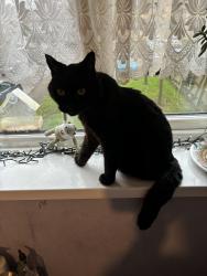 Lost Male Cat last seen Waterville Drive Vange Basildon , Vange, England SS16