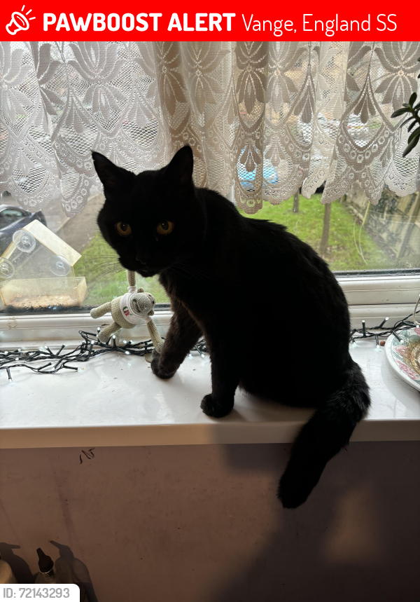 Lost Male Cat last seen Waterville Drive Vange Basildon, Vange, England SS16