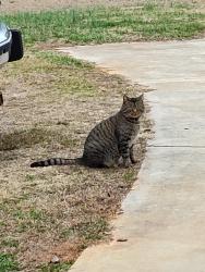 Lost Male Cat last seen At  in his own yard on Blackwelder Rd., Roopville, GA 30170
