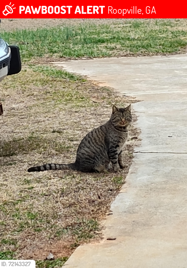 Lost Male Cat last seen At  in his own yard on Blackwelder Rd., Roopville, GA 30170
