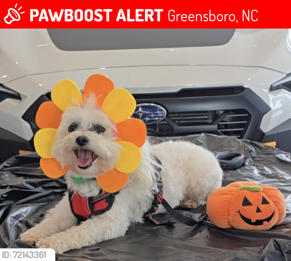 Lost Male Dog last seen Phillips Avenue, Greensboro, NC 27405