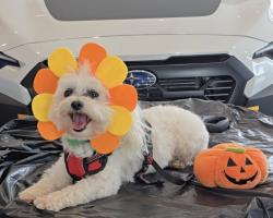 Lost Male Dog last seen Phillips Avenue, Greensboro, NC 27405