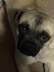 Lost Male Dog last seen Gill & knox, Denver, CO 80219