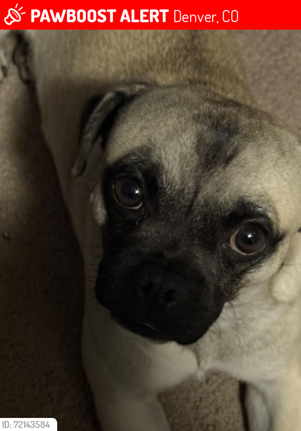 Lost Male Dog last seen Gill & knox, Denver, CO 80219