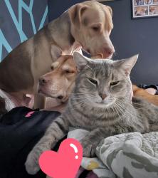 Lost Male Cat last seen Near and Horton rd, Sheridan, IN 46069