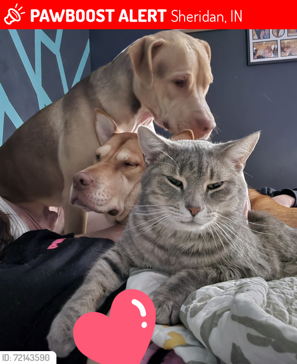 Lost Male Cat last seen Near and Horton rd, Sheridan, IN 46069