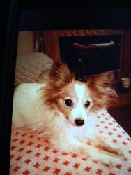 Lost Female Dog last seen MILL VIGILANT FIRE HALL, West Seneca, NY 14224