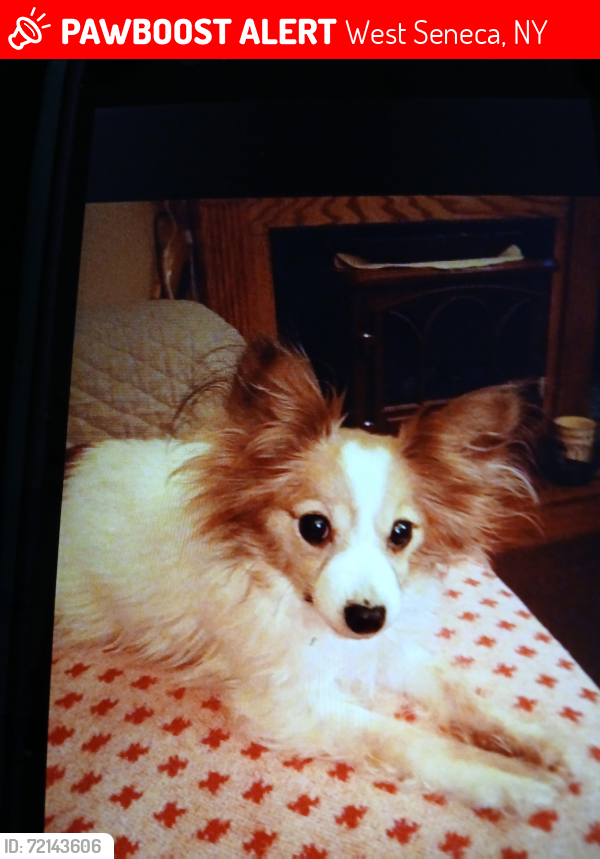 Lost Female Dog last seen MILL VIGILANT FIRE HALL, West Seneca, NY 14224