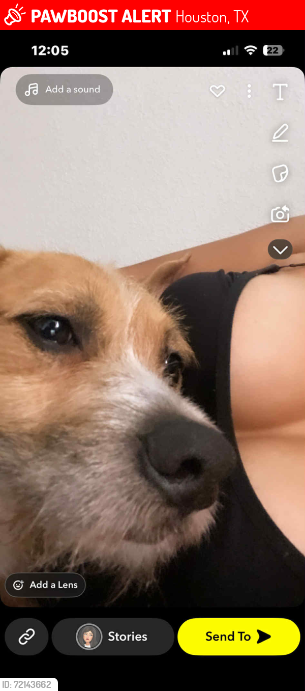 Lost Male Dog last seen Trescon , Houston, TX 77048
